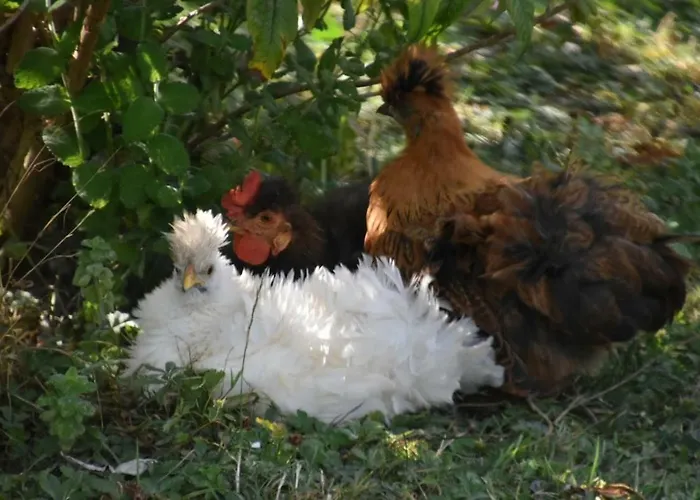 Country house Pipowagen Blagour Gelegen Aan Waterbron *