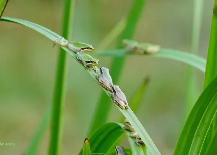 Pipowagen Blagour Gelegen Aan Waterbron Country house